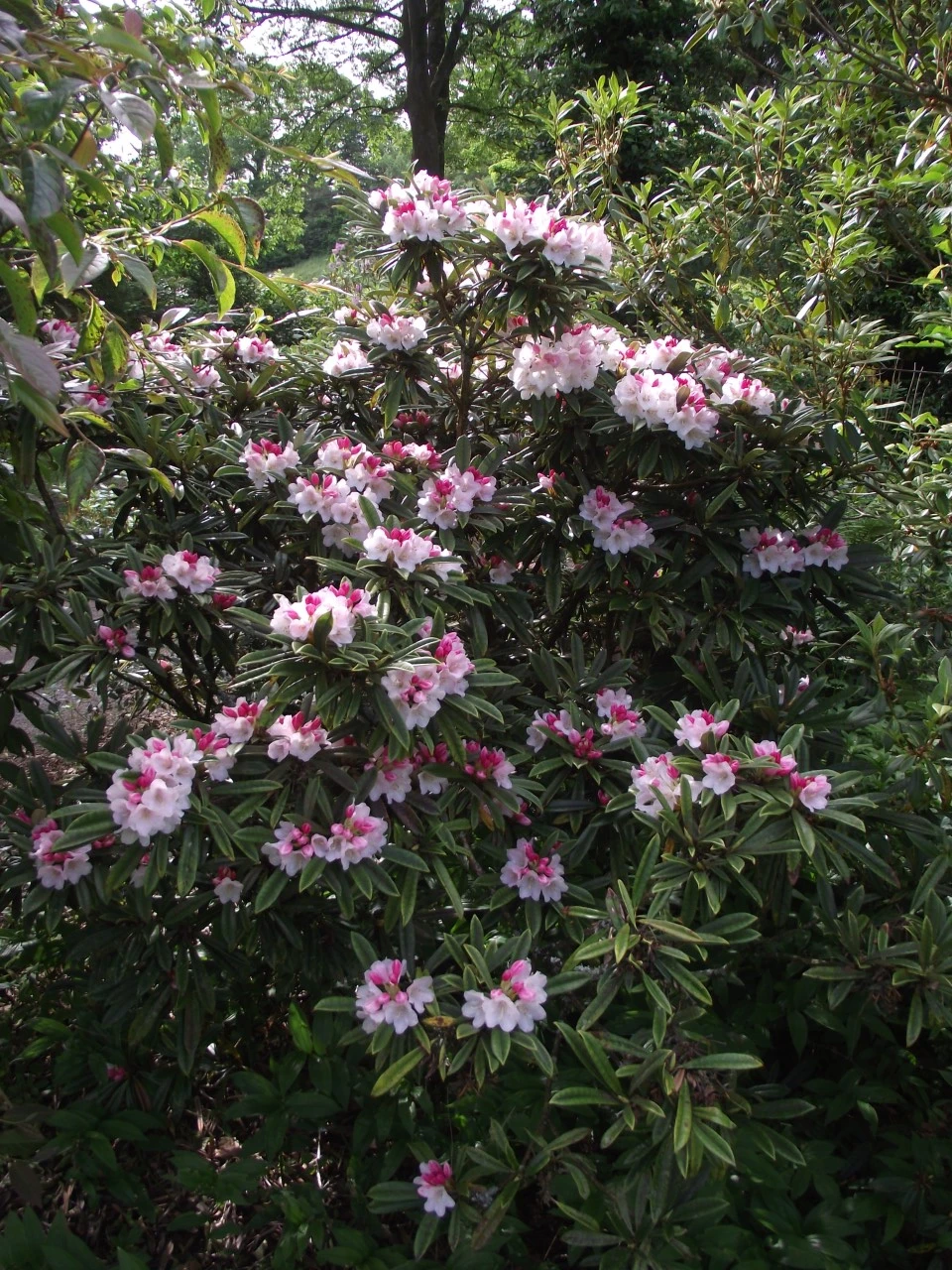 R. thayerianum